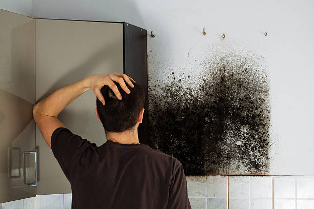 Office Mold Removal Services in Columbia, CA